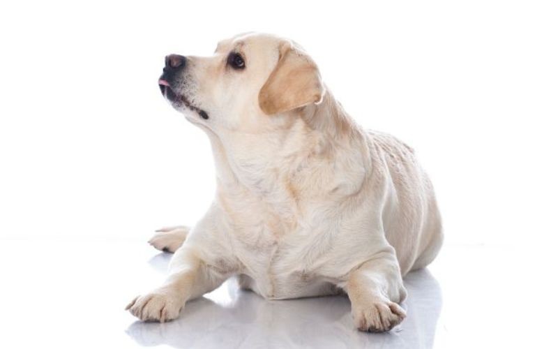 Obezita u psů: udržujte svého psa v dobré kondici